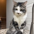 lost cat in Anchorage, Alaska