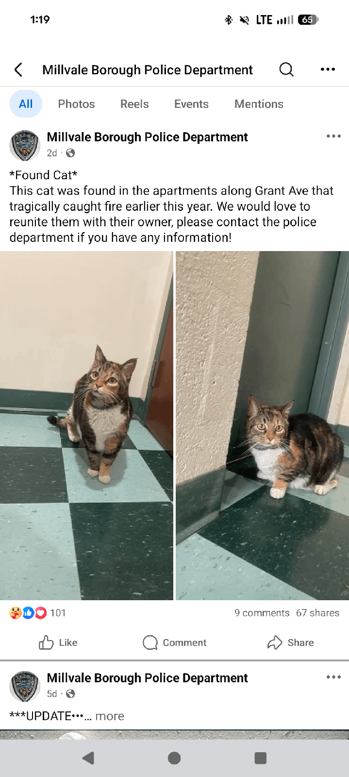 Found Pet in Pittsburgh, Pennsylvania — Millvale found cat