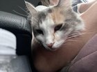 Lost Cat in Chicago, Illinois — listing photo