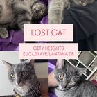 Lost Cat in San Diego, California — **Missing Cat City Heights* Please halp