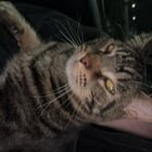 lost cat in Spokane, Washington