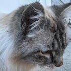 lost cat in Spokane, Washington
