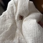 Found Dog in El Paso, Texas — Spiders