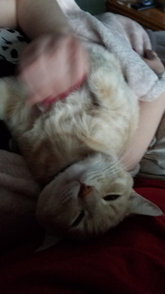 lost cat in Orange, California
