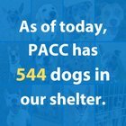 Lost Dog in Tucson, Arizona — Post from PACC