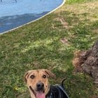 Found Dog in Denver, Colorado — Still waiting, no applications