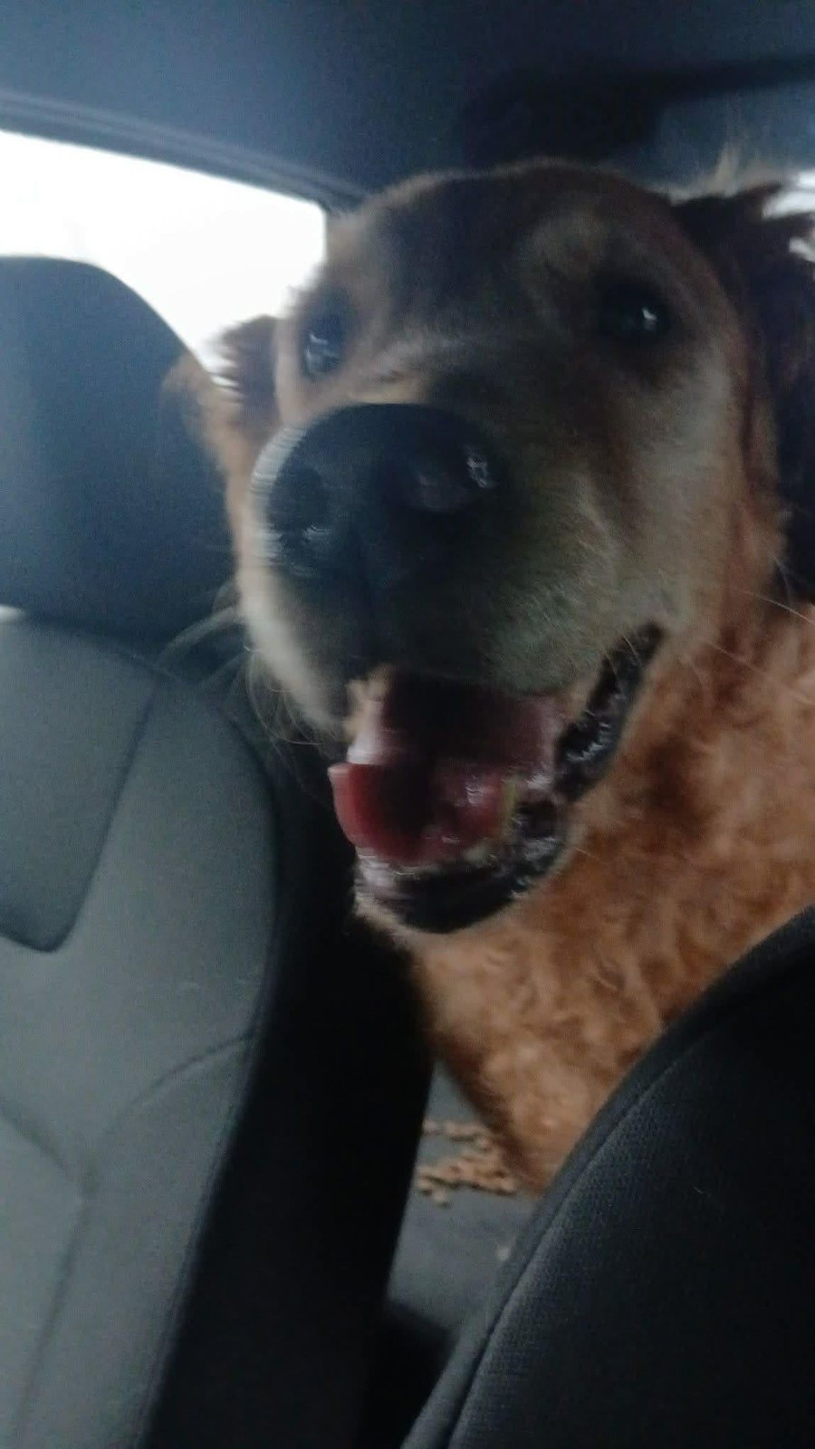 Lost Dog in Seattle, Washington — listing photo