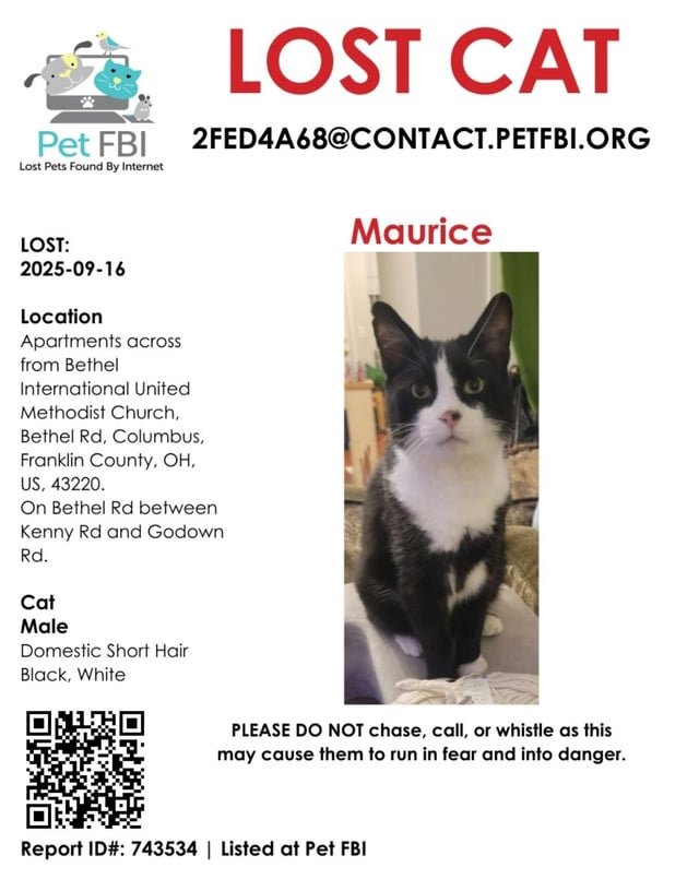 Lost Cat in K — listing photo