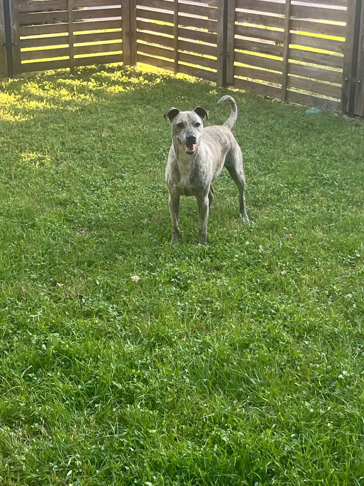 Found Dog in Austin, Texas — listing photo