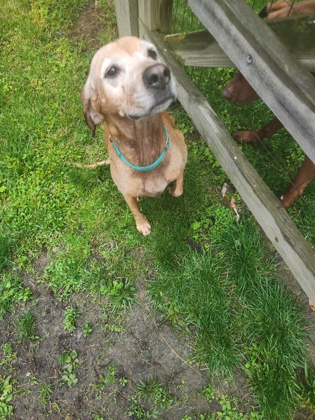 Lost Pet in Cincinnati, Ohio — listing photo