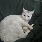 found cat in Dallas, Texas