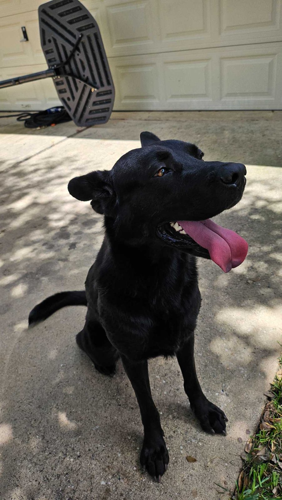 Found Dog in Cypress, California — listing photo