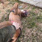 Found Dog in Washington, District of Columbia — Update on dog found over Thanksgiving!