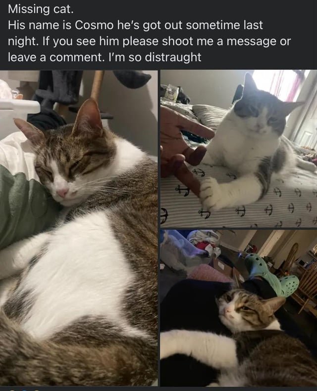 Lost Pet in San Antonio, Texas — listing photo