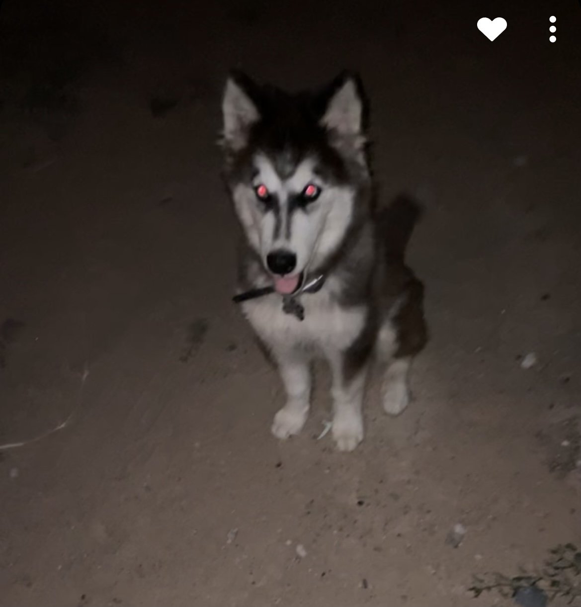 Lost Dog in Vinton — listing photo
