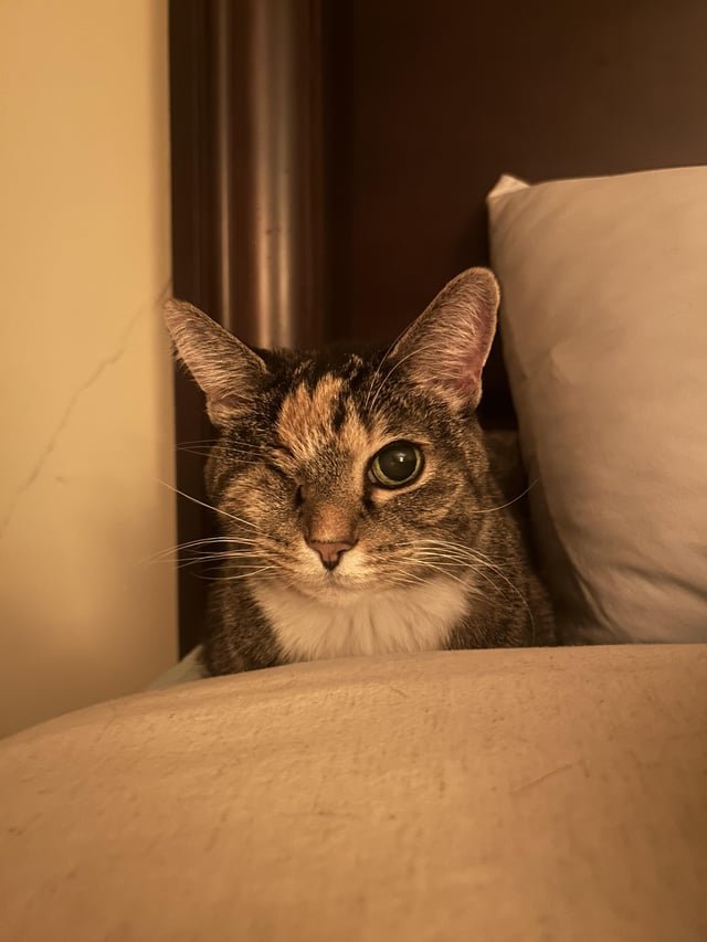 Lost Cat in K — listing photo