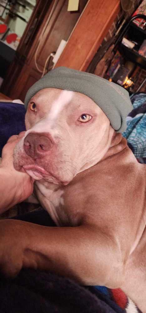 Lost Dog in Neeses — listing photo