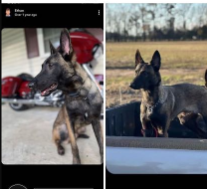 Lost Dog in Red Springs — listing photo