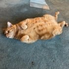 Lost Pet in Louisville, Kentucky — listing photo