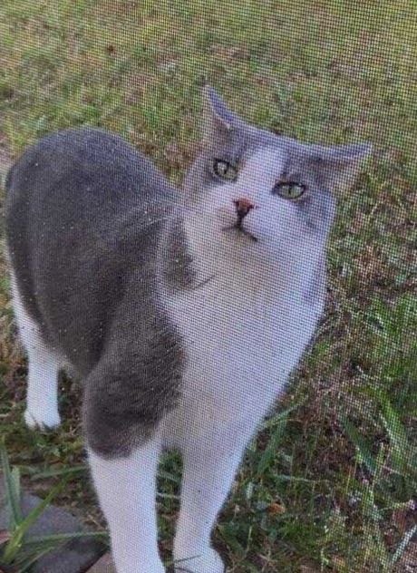 Lost Cat in Davenport, Iowa — listing photo