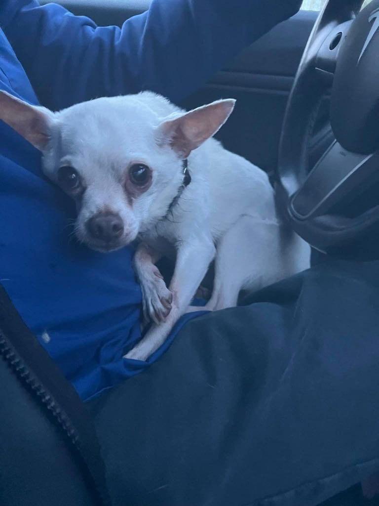 Lost Dog in Leadville — listing photo