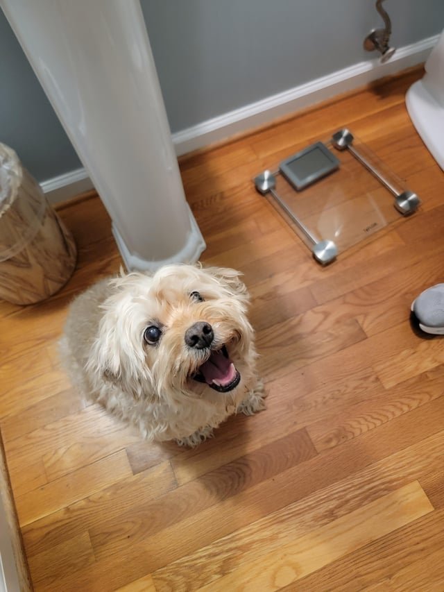 Lost Dog in Winston-Salem, North Carolina — listing photo