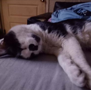 Lost Cat in Colorado 80022 — listing photo
