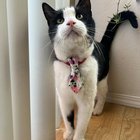 Lost Cat in Irving, Texas — listing photo