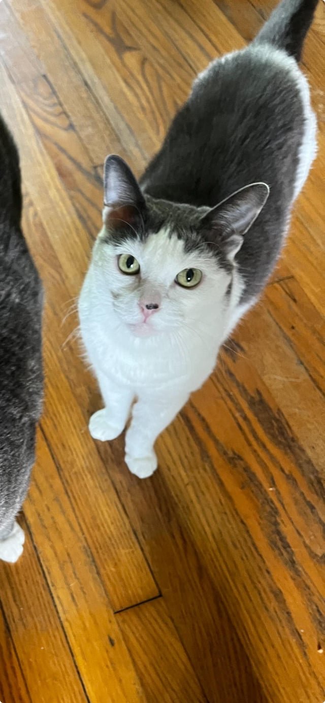 lost cat in Greenwood, Indiana