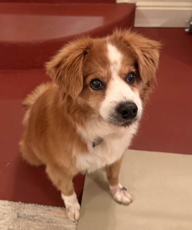 Lost Dog in Portland, Oregon — listing photo