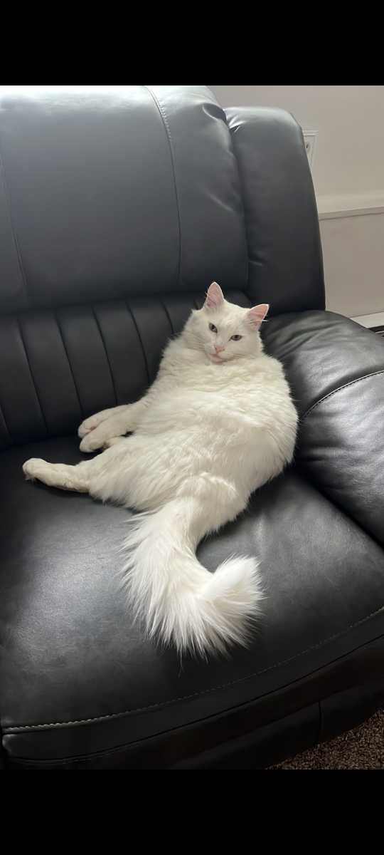 Lost Cat in Everett, Massachusetts — listing photo