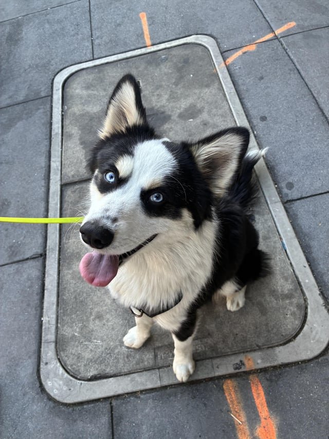 Found Pet in San Francisco, California — Dog Found in North Beach
