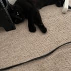 Lost Cat in Irving, Texas — listing photo