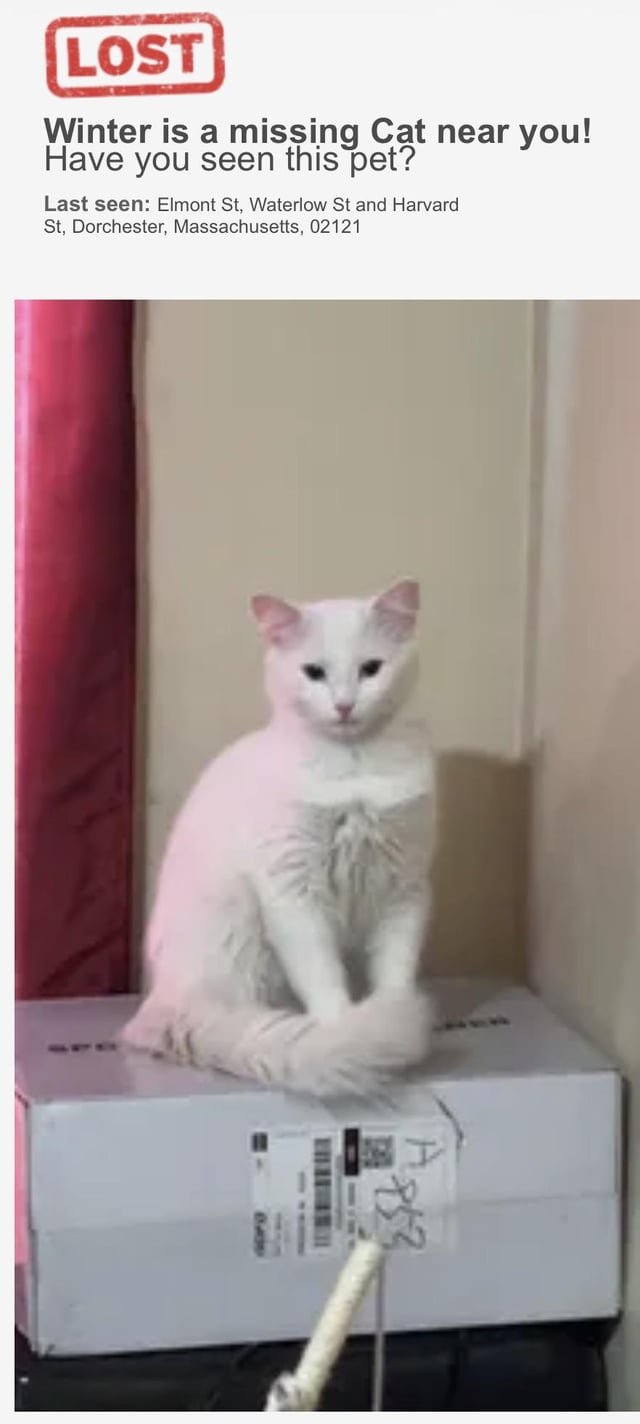 Lost Cat in Boston, Massachusetts — listing photo