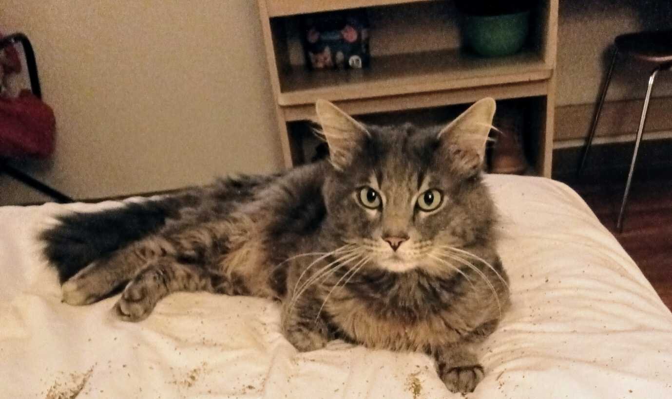 Lost Cat in El Cajon, California — listing photo