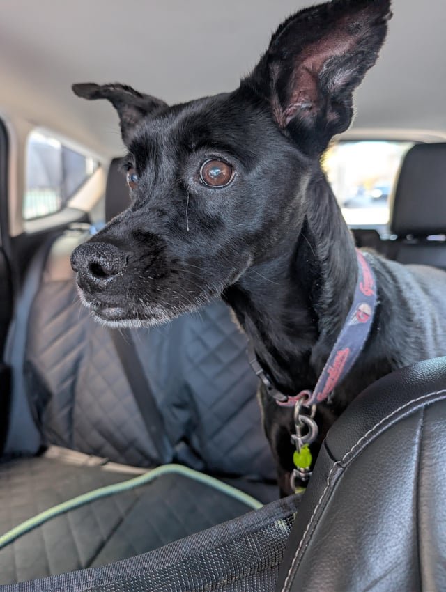 found dog in Chicago, Illinois