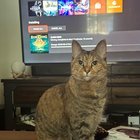 lost cat in Baltimore, Maryland