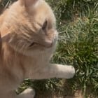 Lost Cat in Normal, Illinois — “LOST CAT” Moving soon and I am looking for neighborhood stray!