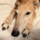 lost dog in Spokane, Washington