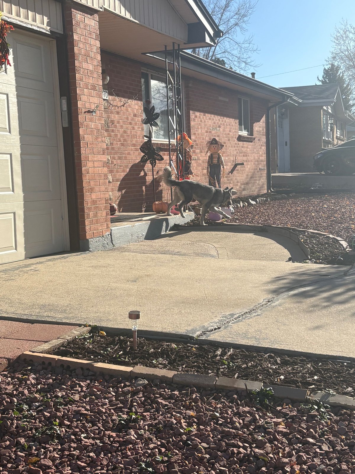 Found Dog in Denver, Colorado — listing photo