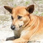 lost dog in Cleveland, Ohio