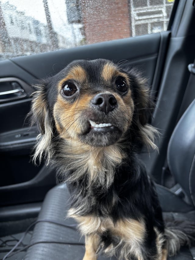 found dog in Philadelphia, Pennsylvania