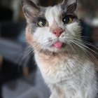 found cat in Washington, District of Columbia