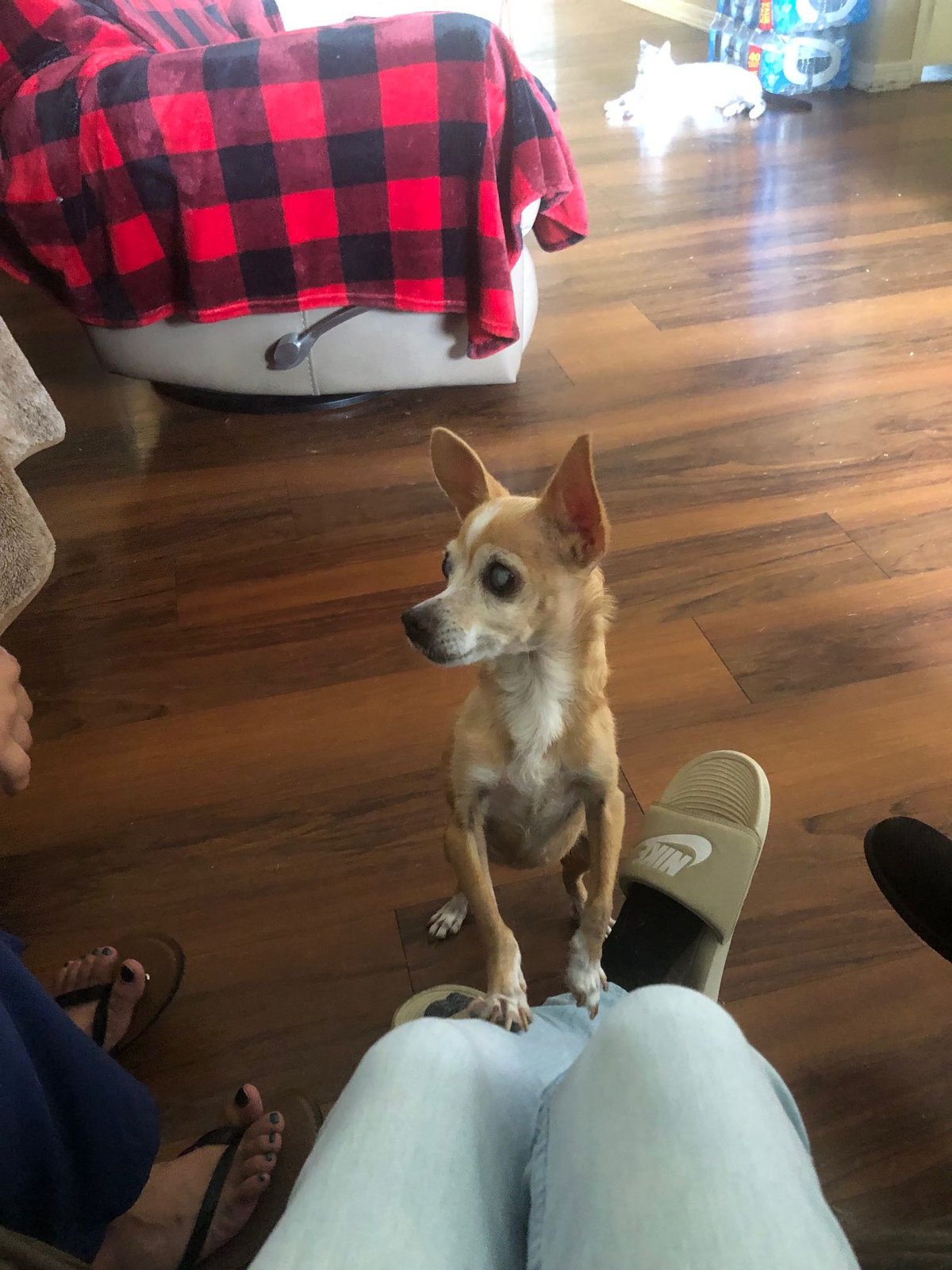 Lost Dog in Tempe, Arizona — listing photo