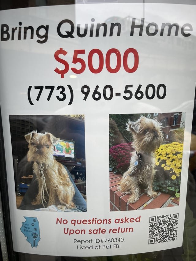 Lost Dog in Chicago, Illinois — listing photo