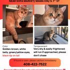 Lost Cat in San Jose, California — listing photo