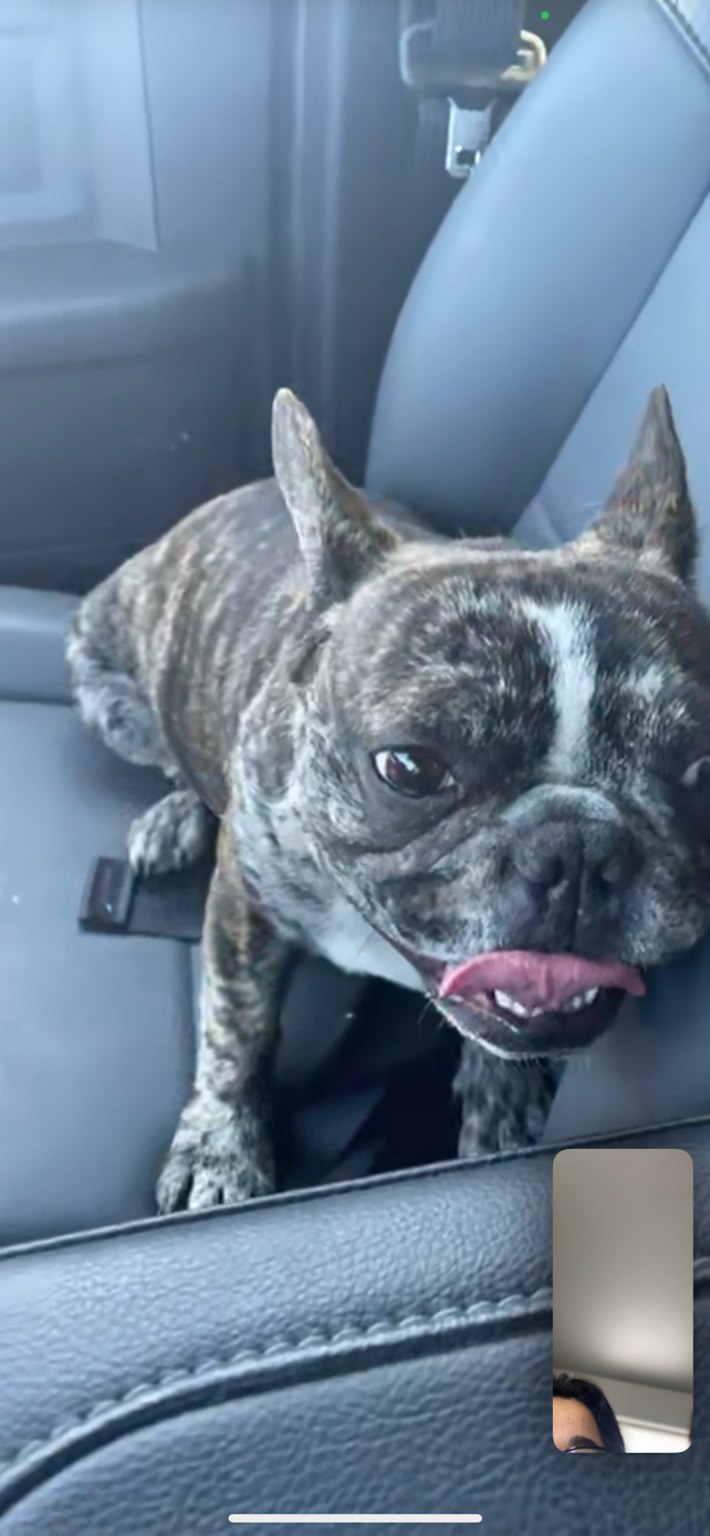 Found Dog in Pecos — listing photo