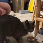 found cat in Wichita, Kansas