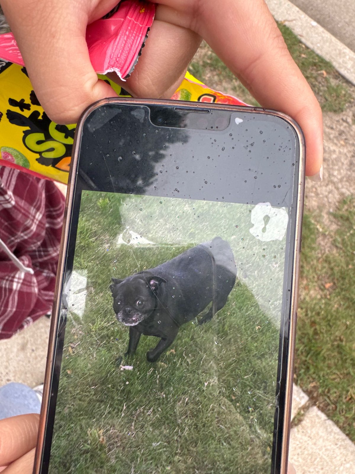 Found Dog in Pflugerville, Texas — listing photo