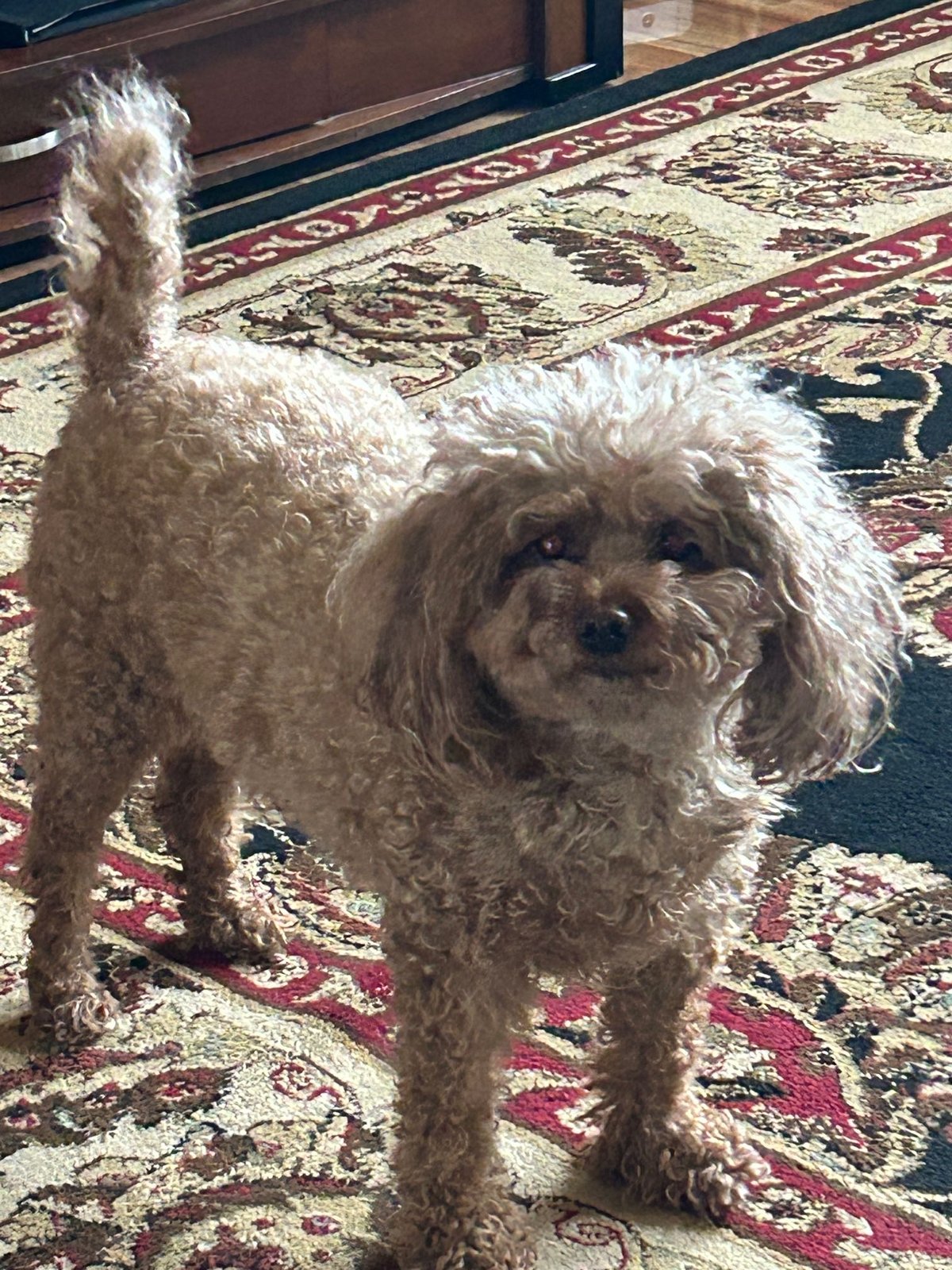 Lost Dog in Aurora, Colorado — listing photo
